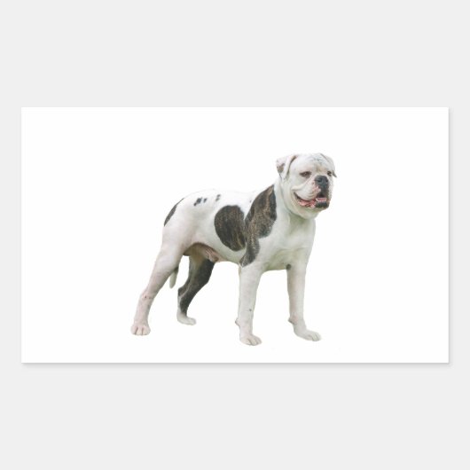 Amerikaanse Bulldog - Bruin-Wit Rechthoekige Sticker (Voorkant)