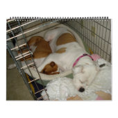 Amerikaanse Bulldog Calendar 2010 Kalender (Hoes)