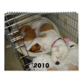 Amerikaanse Bulldog Calendar 2010 Kalender (Hoes)