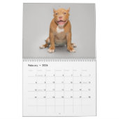 Amerikaanse Bulldog kalender 2026 (Feb 2026)