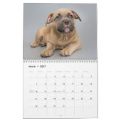Amerikaanse Bulldog kalender 2026 (Mar 2027)