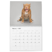 Amerikaanse Bulldog kalender 2026 (Feb 2027)