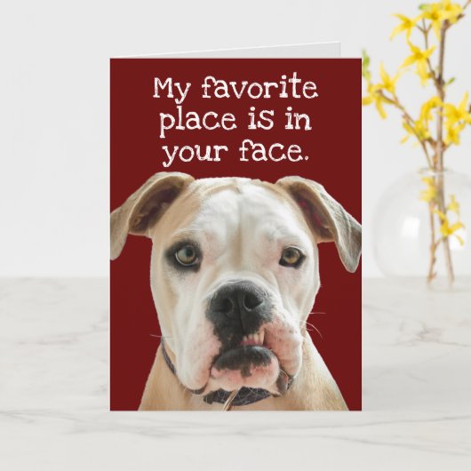 Amerikaanse Bulldog No Bull Vaderdag Kaart (Gele Bloem)