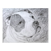 Amerikaanse Bulldog Pet Portrait Art Potcil Tekeni