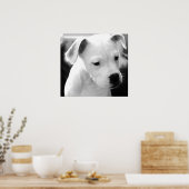 Amerikaanse Bulldog Pups Poster (Keuken)