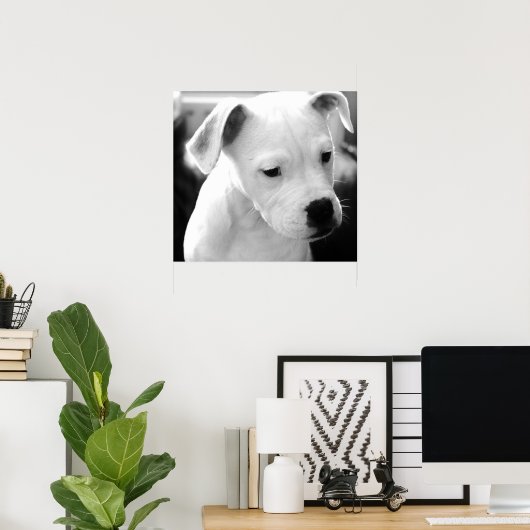 Amerikaanse Bulldog Pups Poster (Thuiskantoor)
