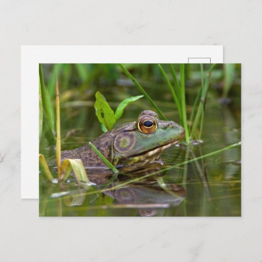Amerikaanse Bullfrog Briefkaart (Voorkant / Achterkant)