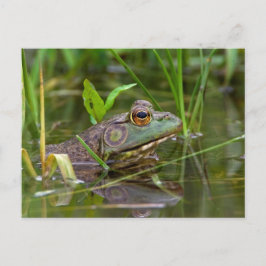 Amerikaanse Bullfrog Briefkaart