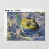 Amerikaanse Bullfrog Briefkaart (Voorkant / Achterkant)