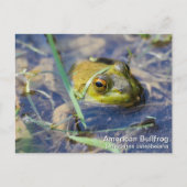 Amerikaanse Bullfrog Briefkaart (Voorkant)
