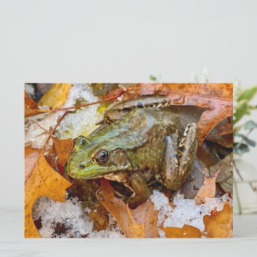 Amerikaanse Bullfrog in Herfst Magnet (Staand voorkant)
