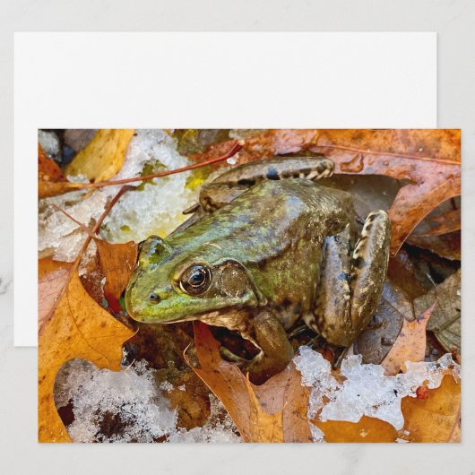 Amerikaanse Bullfrog in Herfst Magnet (Voorkant / Achterkant)