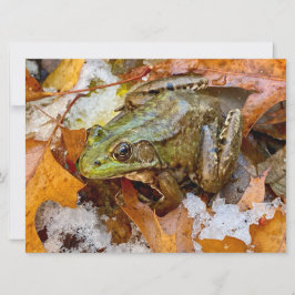 Amerikaanse Bullfrog in Herfst Magnet