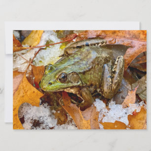 Amerikaanse Bullfrog in Herfst Magnet