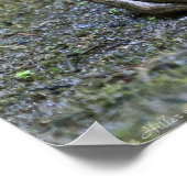 Amerikaanse Bullfrog in het Poster Pond (Hoek)