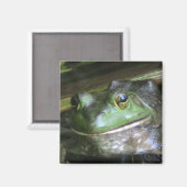 Amerikaanse Bullfrog Magneet (Voorkant / Achterkant)
