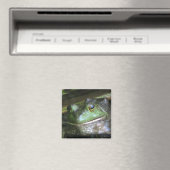 Amerikaanse Bullfrog Magneet (Insitu (Vaatwasser))