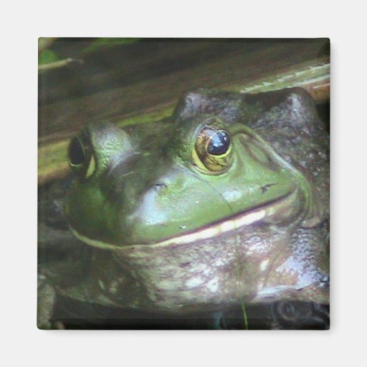 Amerikaanse Bullfrog Magneet (Voorkant)