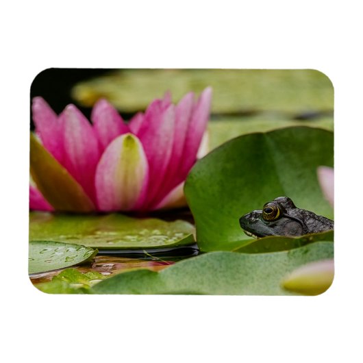 Amerikaanse bullfrog onder waterlilies magneet (Horizontaal)