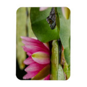 Amerikaanse bullfrog onder waterlilies magneet (Verticaal)