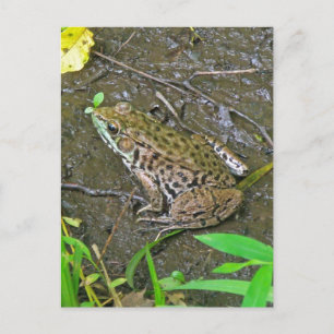 Amerikaanse Bullfrog - Rana catesbeiana Briefkaart