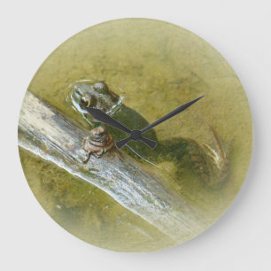 Amerikaanse Bullfrog - Rana catesbeiana Grote Klok
