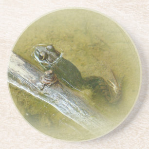 Amerikaanse Bullfrog - Rana catesbeiana Zandsteen Onderzetter