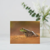 Amerikaanse Bullfrog Zitten op het Poster Pine Nee Briefkaart (Staand voorkant)