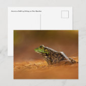 Amerikaanse Bullfrog Zitten op het Poster Pine Nee Briefkaart (Voorkant / Achterkant)