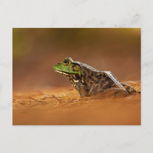 Amerikaanse Bullfrog Zitten op het Poster Pine Nee Briefkaart (Voorkant)