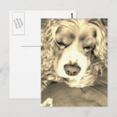 Amerikaanse Cocker Spaniel Briefkaart (Voorkant / Achterkant)