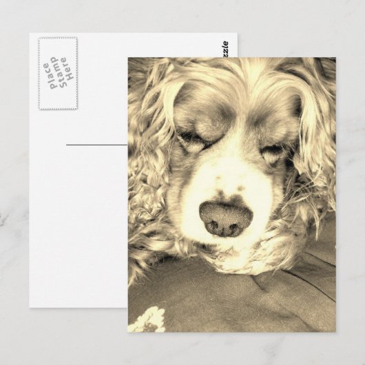 Amerikaanse Cocker Spaniel Briefkaart (Voorkant / Achterkant)