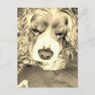 Amerikaanse Cocker Spaniel Briefkaart