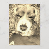 Amerikaanse Cocker Spaniel Briefkaart (Voorkant)