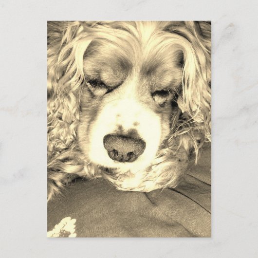 Amerikaanse Cocker Spaniel Briefkaart (Voorkant)