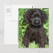Amerikaanse Cocker Spaniel Briefkaart (Voorkant / Achterkant)