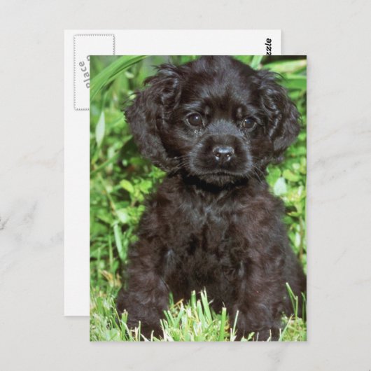 Amerikaanse Cocker Spaniel Briefkaart (Voorkant / Achterkant)