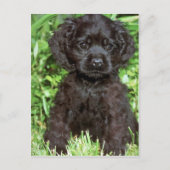 Amerikaanse Cocker Spaniel Briefkaart (Voorkant)