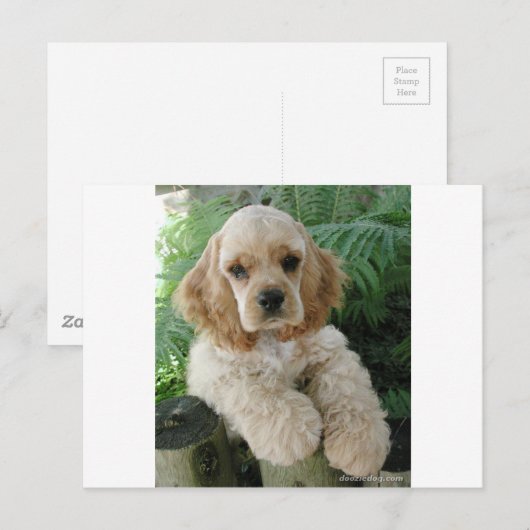 Amerikaanse Cocker Spaniel Dog en Green Fern Briefkaart (Voorkant / Achterkant)