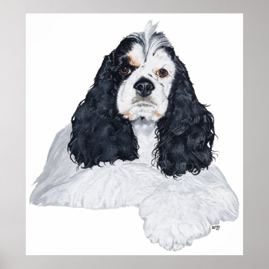 Amerikaanse Cocker Spaniel Poster (Voorkant)