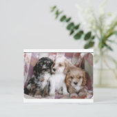 Amerikaanse Cocker Spaniel-Puppies Briefkaart (Staand voorkant)