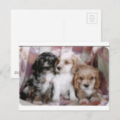 Amerikaanse Cocker Spaniel-Puppies Briefkaart (Voorkant / Achterkant)