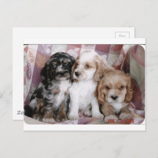 Amerikaanse Cocker Spaniel-Puppies Briefkaart (Voorkant / Achterkant)