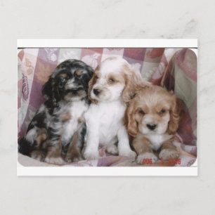 Amerikaanse Cocker Spaniel-Puppies Briefkaart