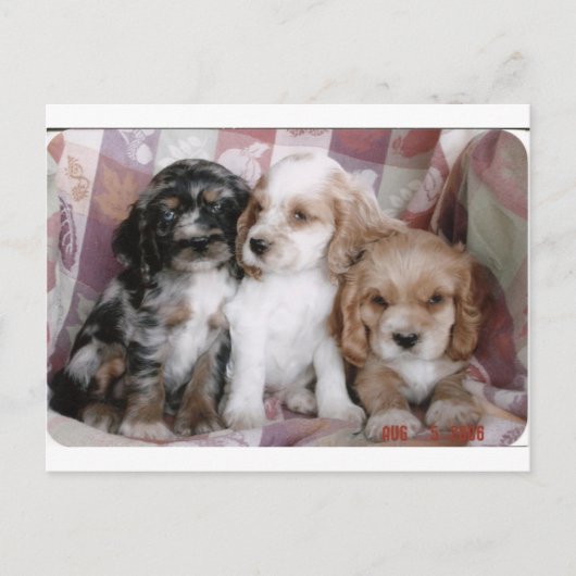 Amerikaanse Cocker Spaniel-Puppies Briefkaart (Voorkant)