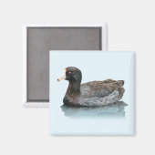 Amerikaanse Coot Magnet (Voorkant / Achterkant)