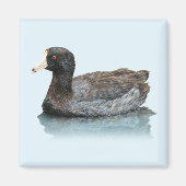 Amerikaanse Coot Magnet (Voorkant)