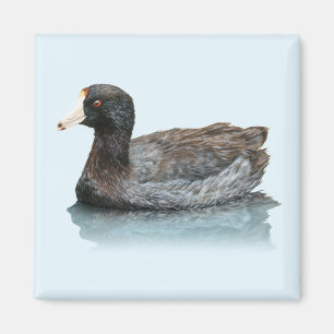 Amerikaanse Coot Magnet