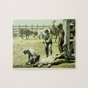 Amerikaanse cowboys branding a calf, c.1900 (foto) legpuzzel