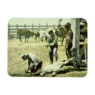 Amerikaanse cowboys branding a calf, c.1900 (foto) magneet